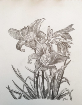 Lilien